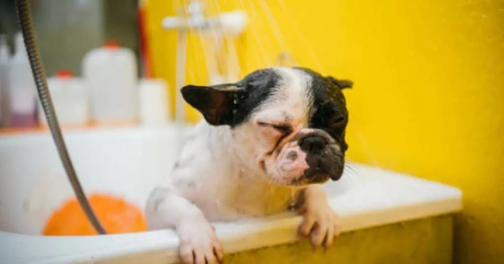 Best 10 Dog Shampoo For Sensitive Skin 14 What Are Some Of The Common Skin Issues in Bulldogs? INTIMG