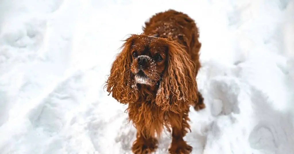 Why Is My Dog Drooling After Eating Snow? Reasons For Dogs Getting Sick After Eating Snow