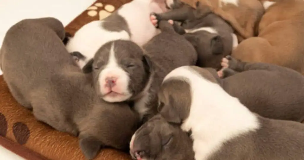 100+ Fabulous Pitbull Names for Your New Puppy INTIMG