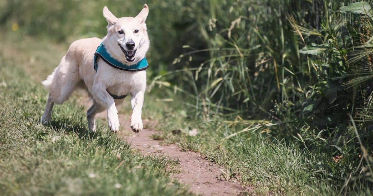 7 Best Different Types Of What To Put On The Ground In A Dog Run