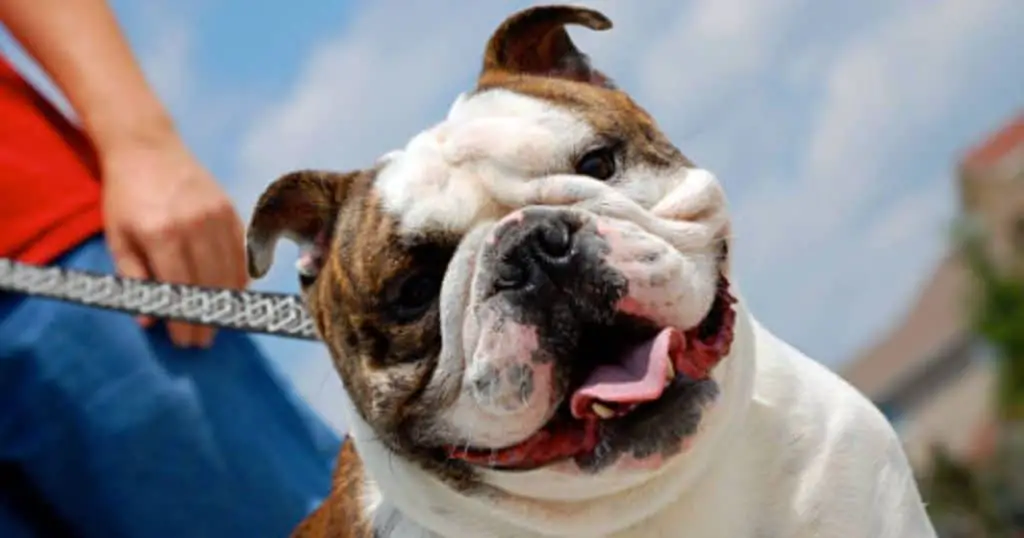 Are Bulldogs Hard To Train? - Best Training Methods for Dogs