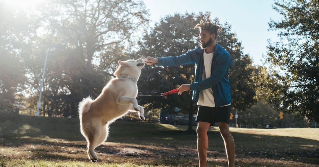 Best 5 Tips for Training Your Four-Legged Friend - Before you go