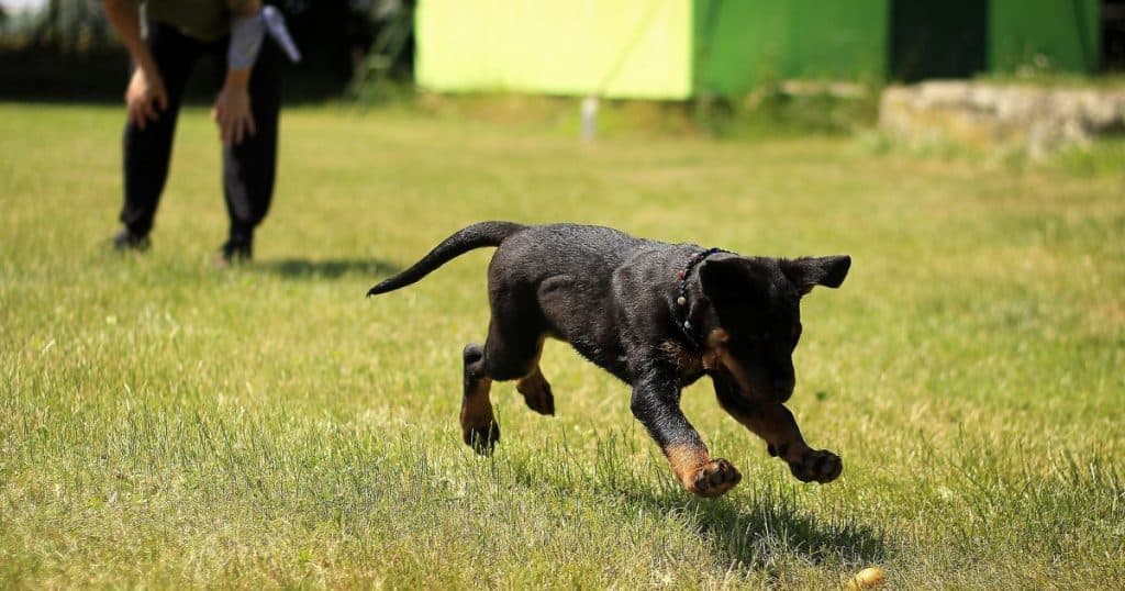 Best 5 Tips for Training Your Four-Legged Friend - Reward Them With Food