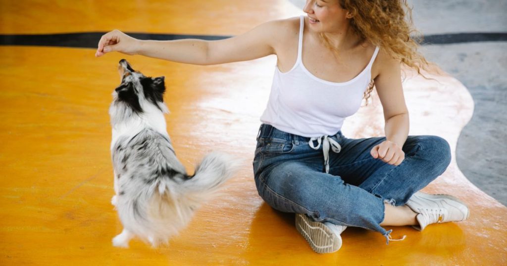 Best 5 Tips for Training Your Four-Legged Friend - Use Positive Reinforcement