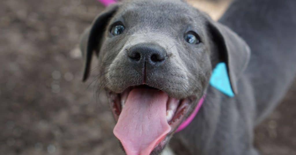 Blue - Pitbull names INTIMG