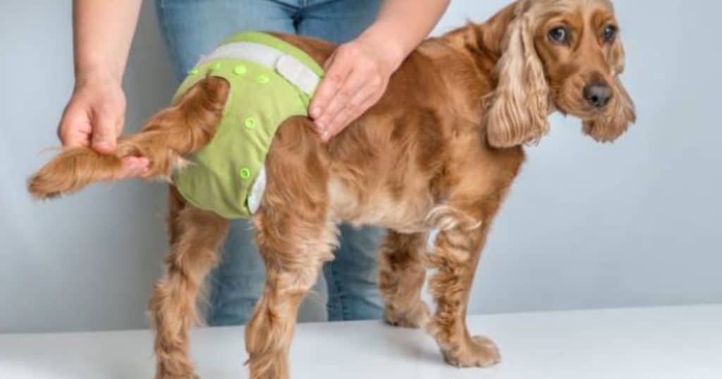 Can I Put A ​Diaper On My Dog In Heat?