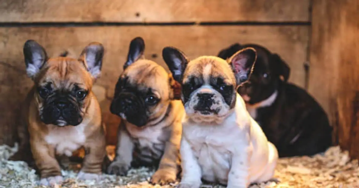 Dog House For Bulldog | Best 5 Bulldog Houses