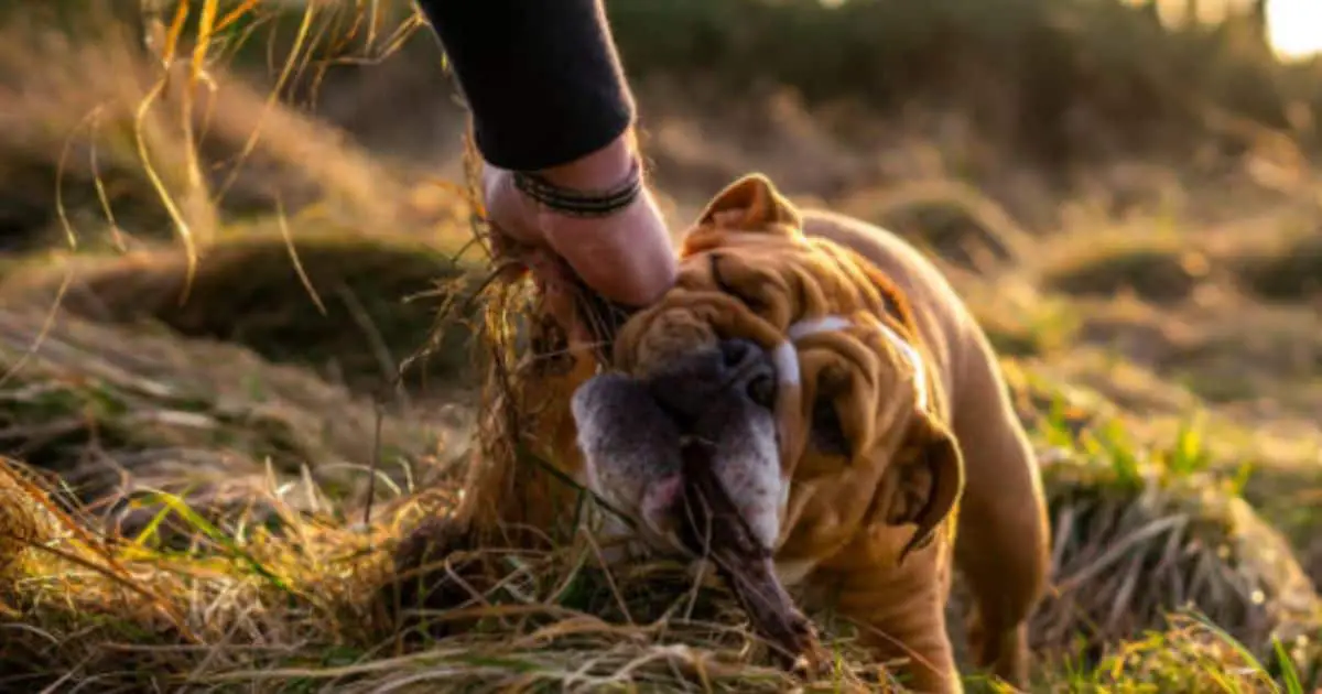 English Bulldog Biting Owner | 11 Super Tips Solutions - FTIMG