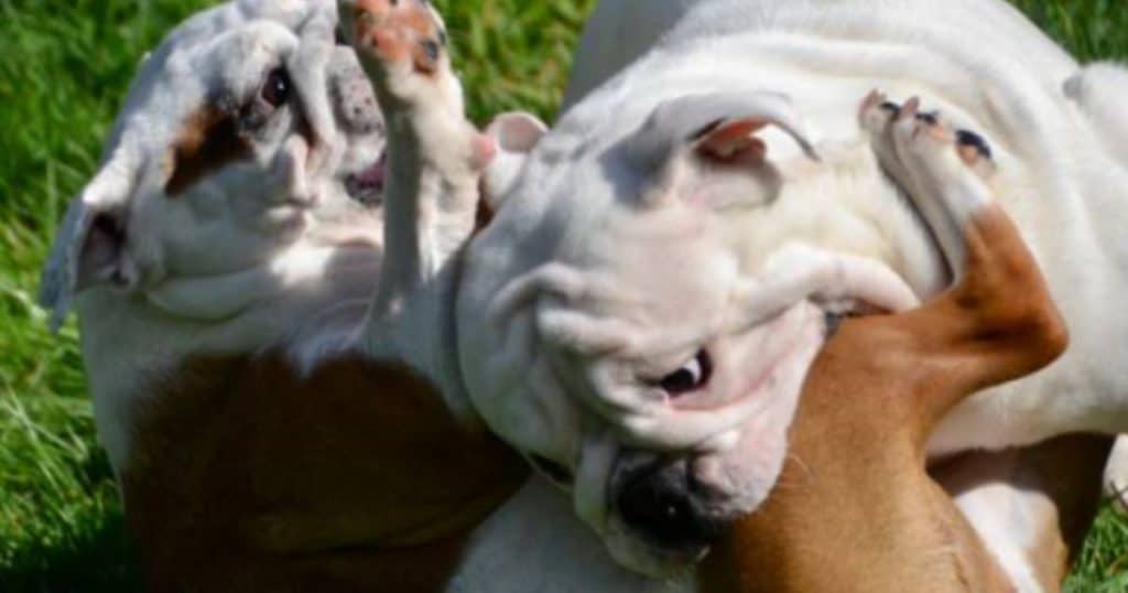 How Big Is An English Bulldog’s Bite? INTIMG