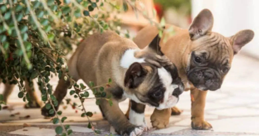 What Is The Importance Of Getting a Dog House For Bulldogs?