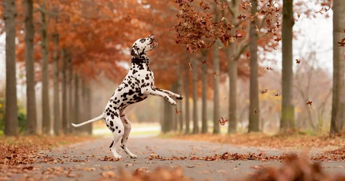 101 Dalmatians Girl Dog Names: Which One Will You Choose? Best & Unique Names