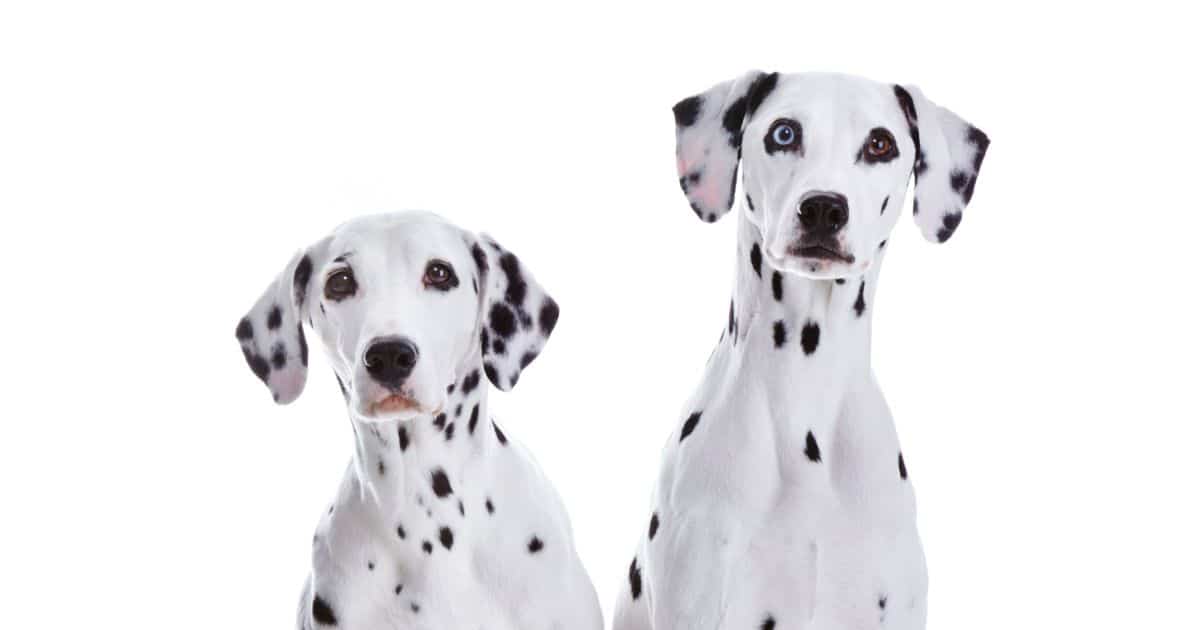 101 Dalmatians Mom and Dad Dog Names: Unleashing the Best Options for Your Furry Family