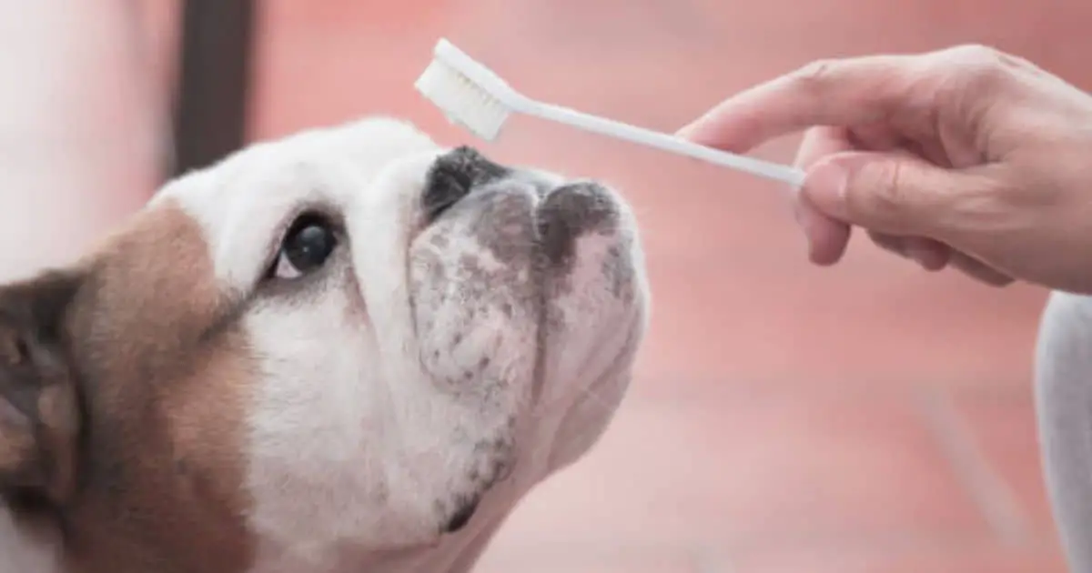 Best 6 Dog Tooth Brush For Your Bulldog