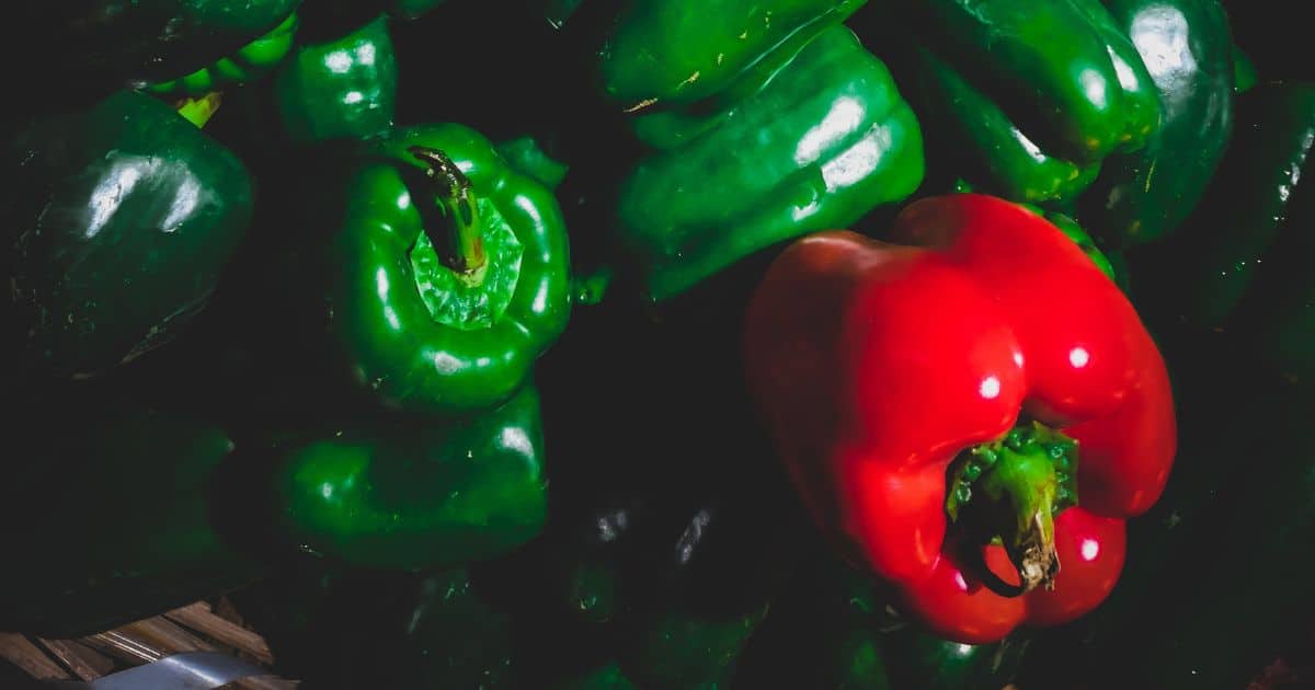 Can Dogs Eat Bell Peppers as a Nutritious Treat? Best Guide