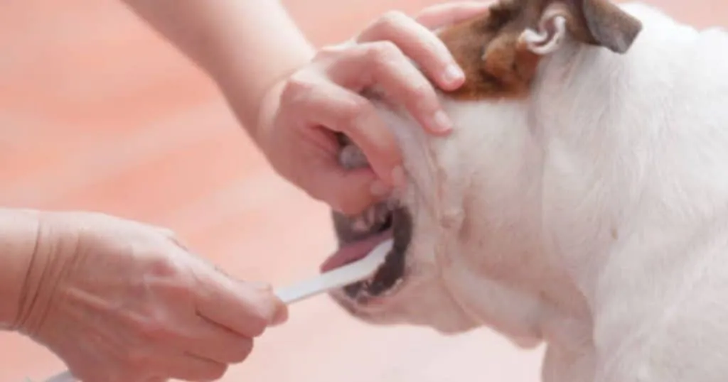 Dog Tooth Brush Formulated INTIMG
