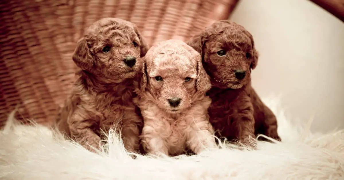 What Is the Temperament of A Toy Poodle? – Is a Toy Poodle the Right Breed for You? Best Guide