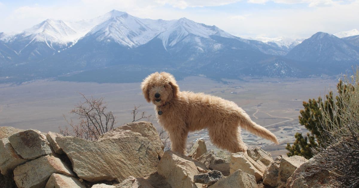 What is an F1B Goldendoodle?