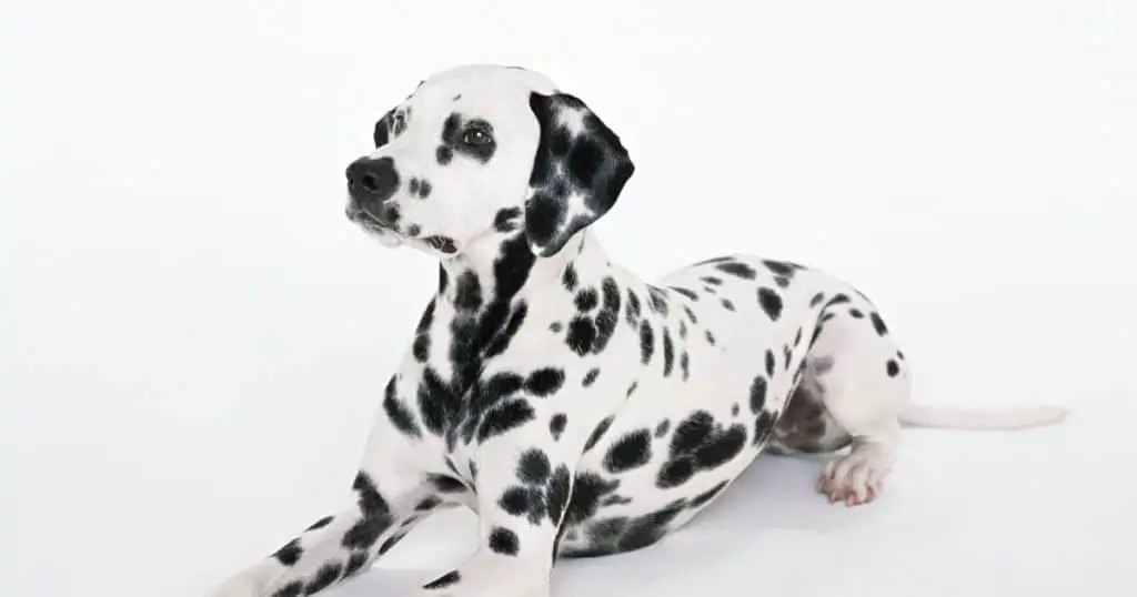 101 Dalmatians Dog Names: Female Dalmatian Names