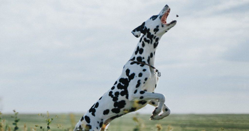101 Dalmatians Dog Names: Male Dalmatian Names