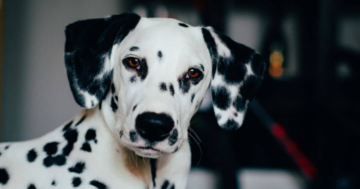 101 Dalmatians Dog Names: What Are the Best Names for Your Spotted Pup?