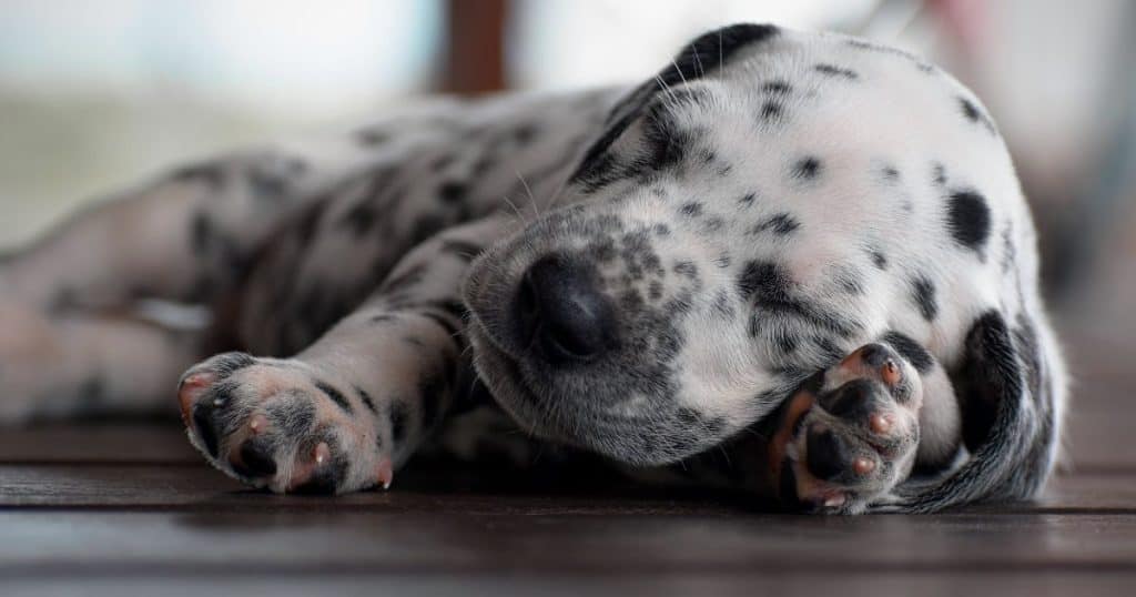 101 Dalmatians Girl Dog Names