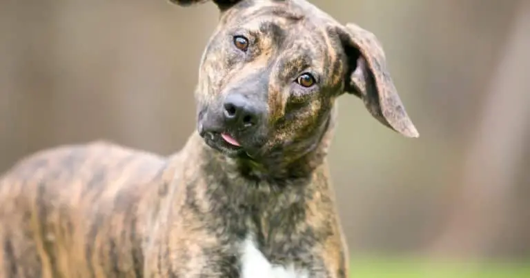 30+ Brindle Dog Breeds: Best Dogs With Brindle Coats