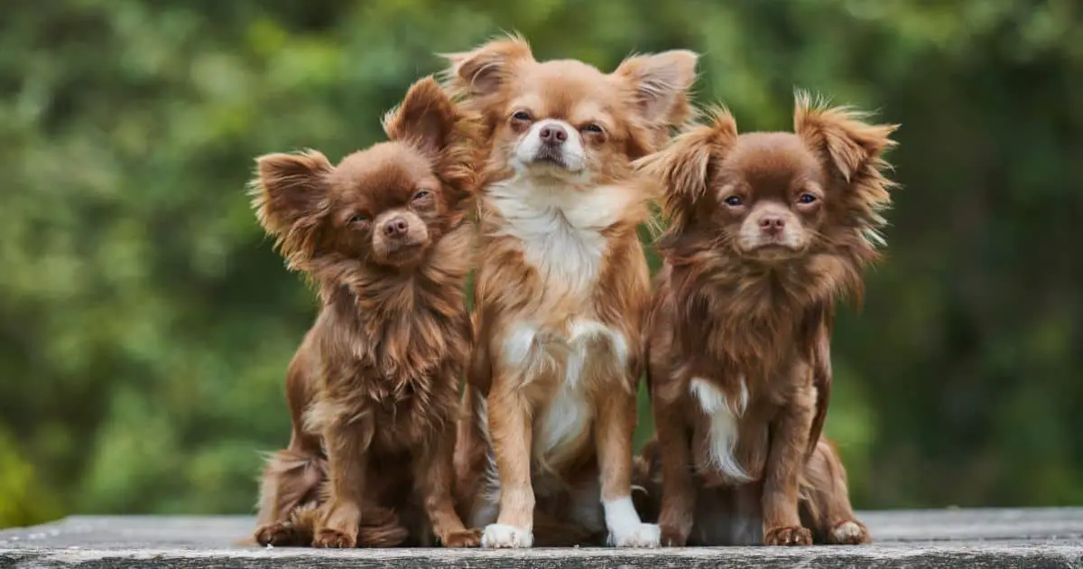5 Best Dog Food for A Chihuahua – Chow Time
