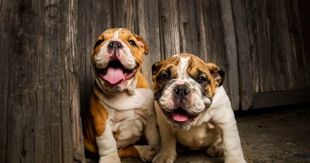 6 Best Tips: How to Stop English Bulldog Puppy Biting And Growling?