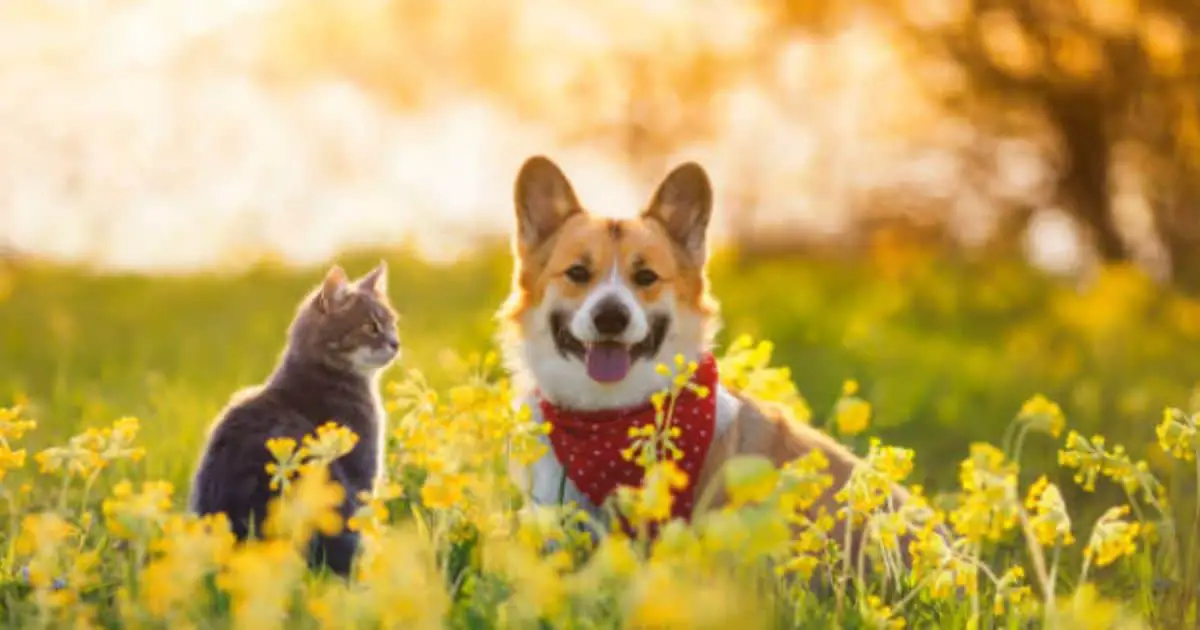 Are Corgis Good with Cats? Best Guide & Introduction Tips