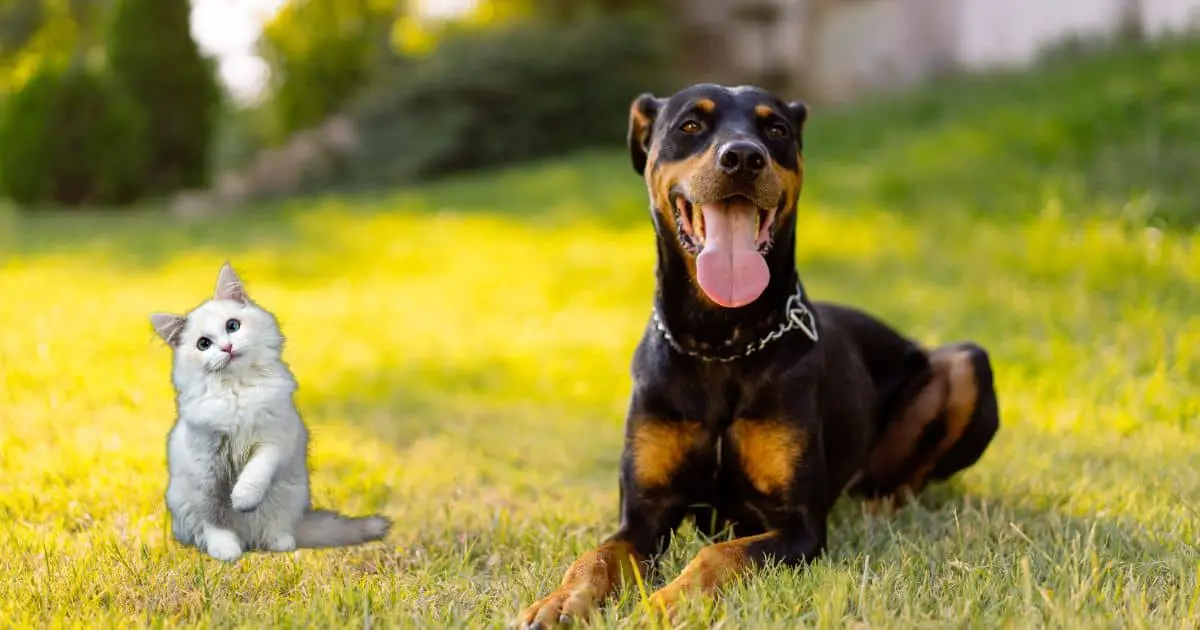 Are Dobermans Good with Cats? Expert Answers and Tips