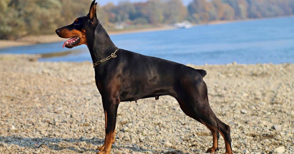 Are Dobermans Good with Cats? Understanding Dobermans