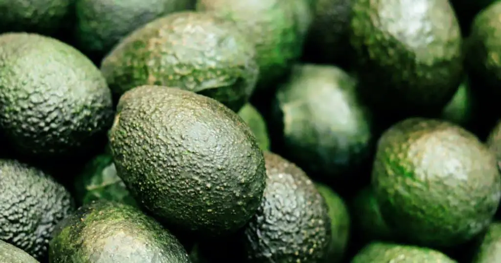 Are Dogs Allergic to Avocados - Before You Go