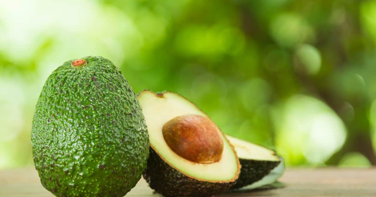Are Dogs Allergic to Avocados? Here’s What You Need to Know Best Guide