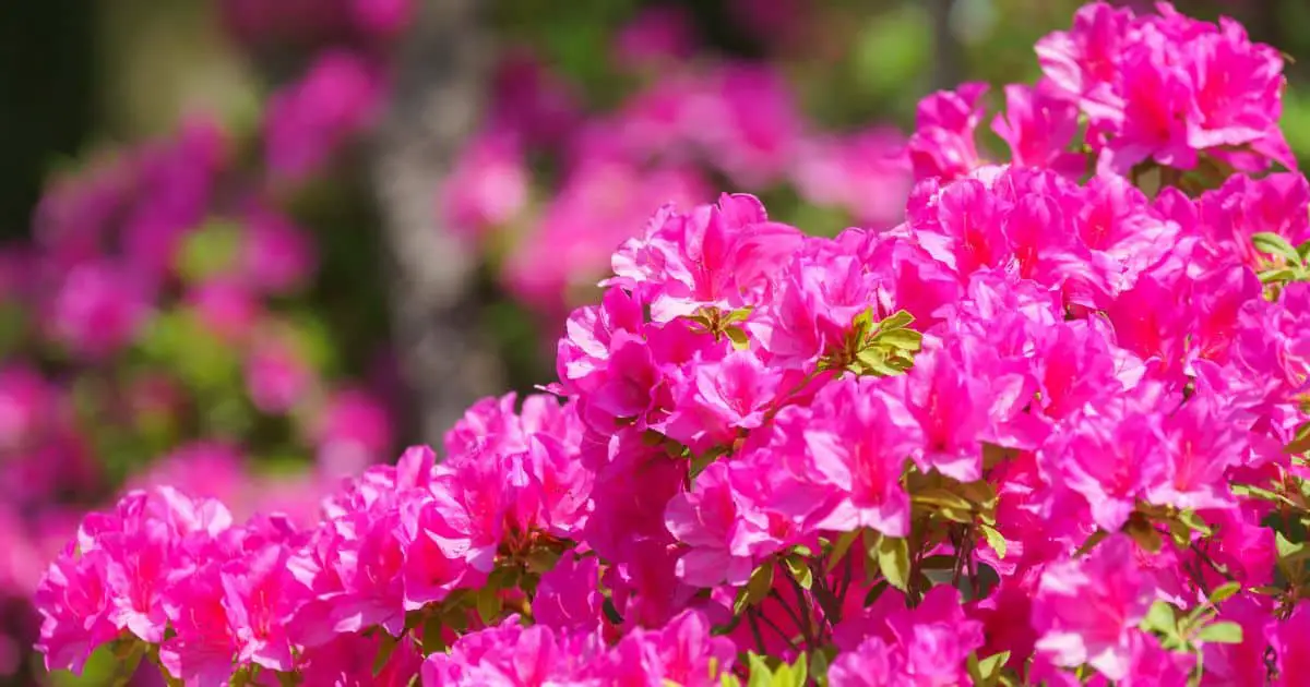 Are Dogs Allergic to Azaleas? Best Practices for Keeping Your Furry Friend Safe