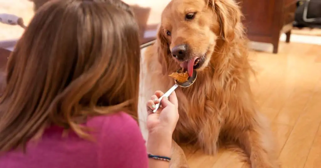 Are Dogs Allergic to Peanut Butter?