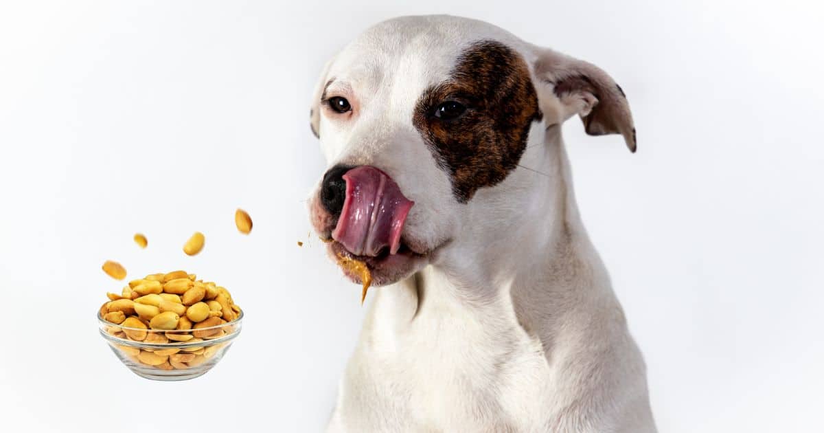 Are Dogs Allergic to Peanut Butter? What You Need to Know Best Guide