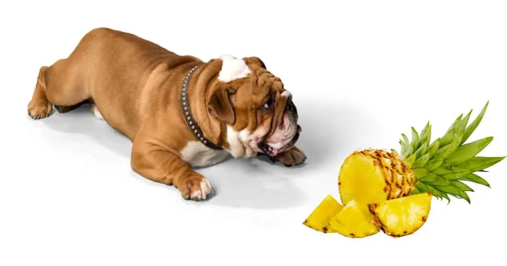 Are Dogs Allergic to Pineapple?