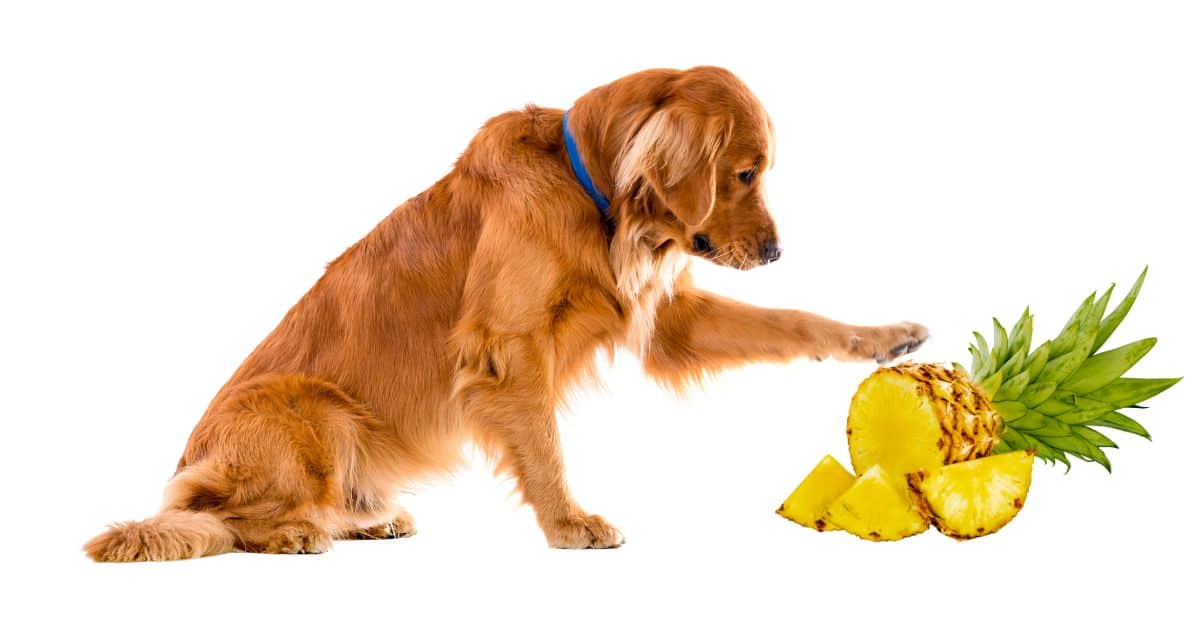 Are Dogs Allergic to Pineapple? The Truth Revealed Best Guide