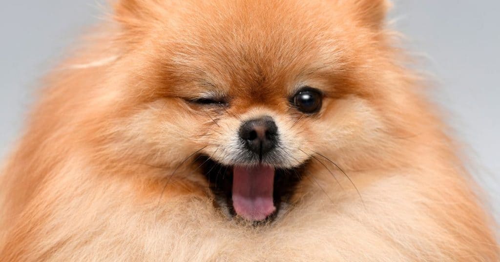 Are Dogs Allergic to Pineapple? The Truth Revealed Best Guide 4 Are Dogs Allergic to Pineapple? - Treatment for Pineapple Allergies in Dogs