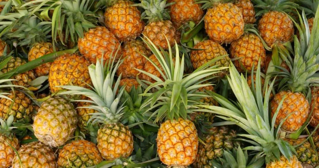 Are Dogs Allergic to Pineapple? What is Pineapple?