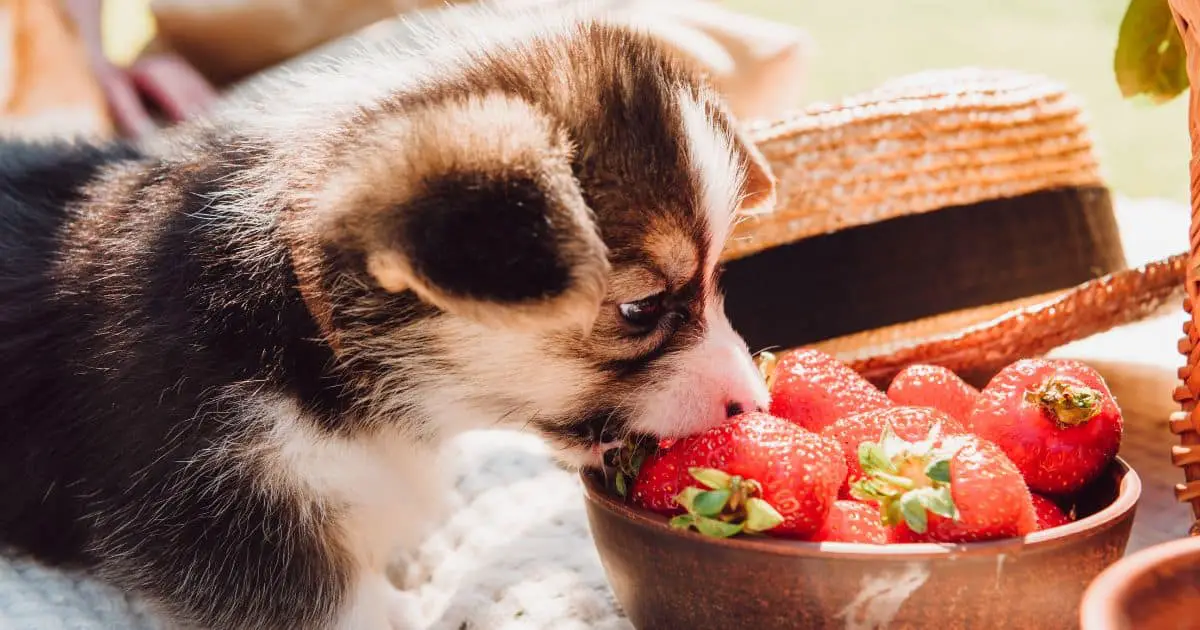 Are Dogs Allergic to Strawberries? The Truth Behind This Common Question