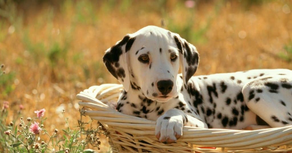 Average Lifespan of a Dalmatian