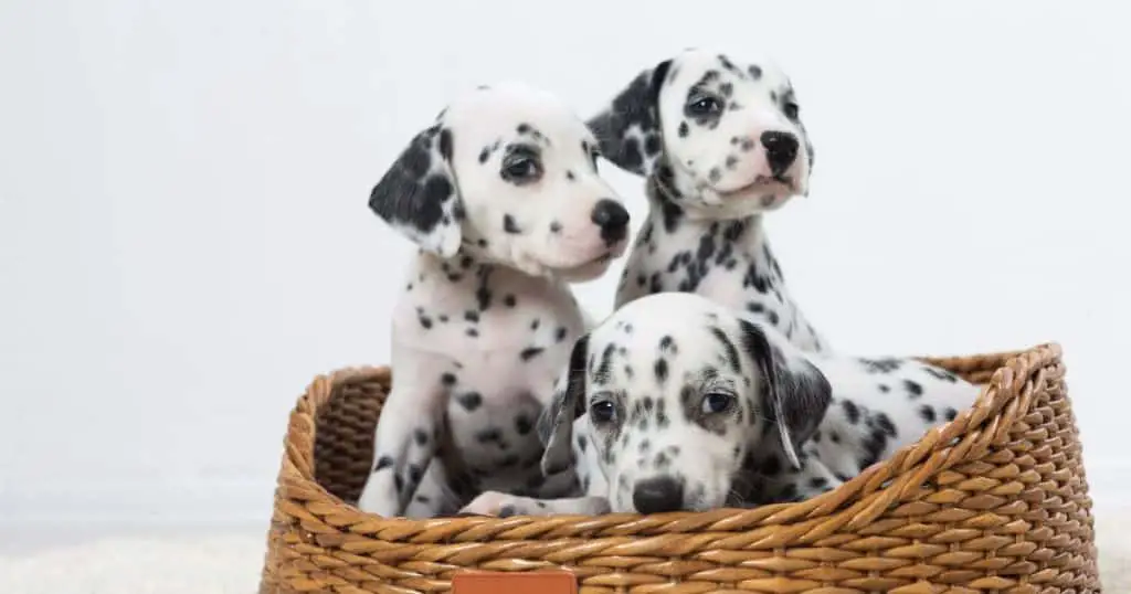Before You Go - 101 Dalmatians Mom and Dad Dog Names