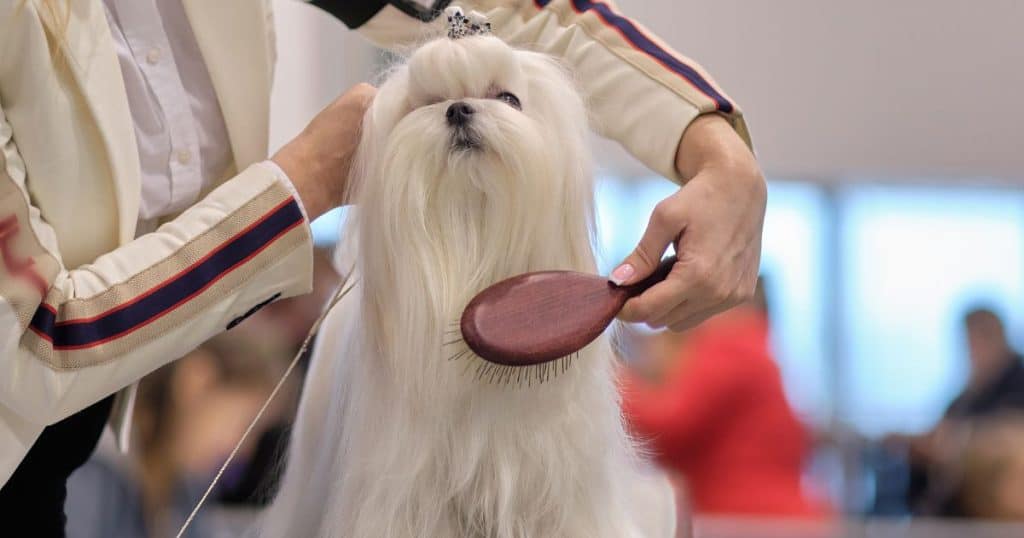 Best Brush for Fluffy Dogs