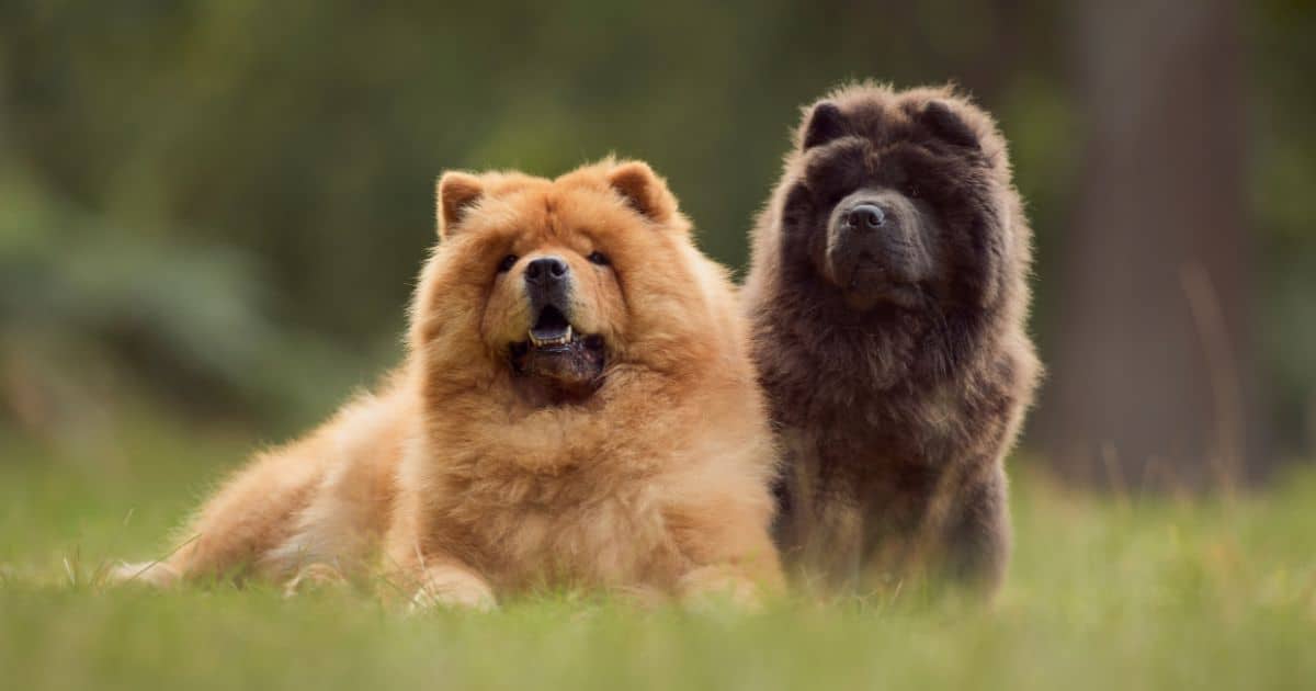 Best Chow Chow Growth Chart: A Comprehensive Guide