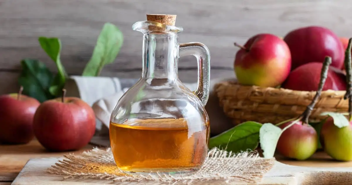Can Dogs Consume Apple Cider Vinegar? Best Guide