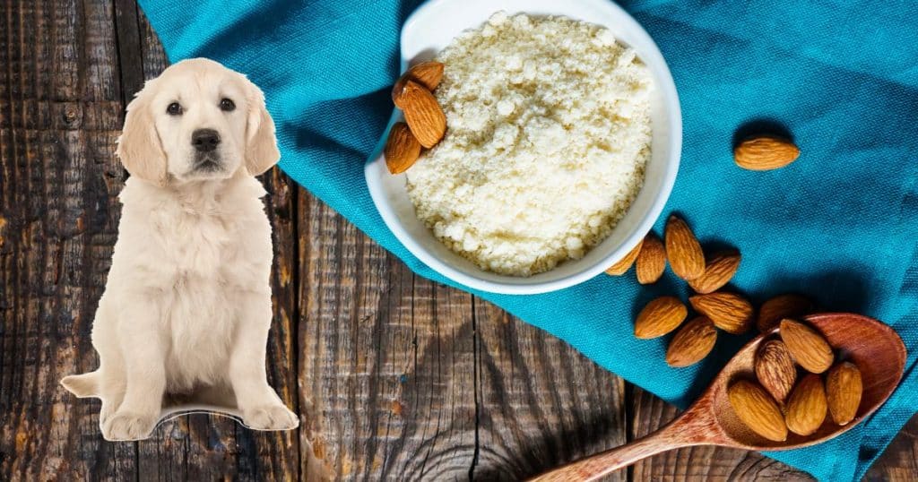 Can Dogs Eat Almond Flour?