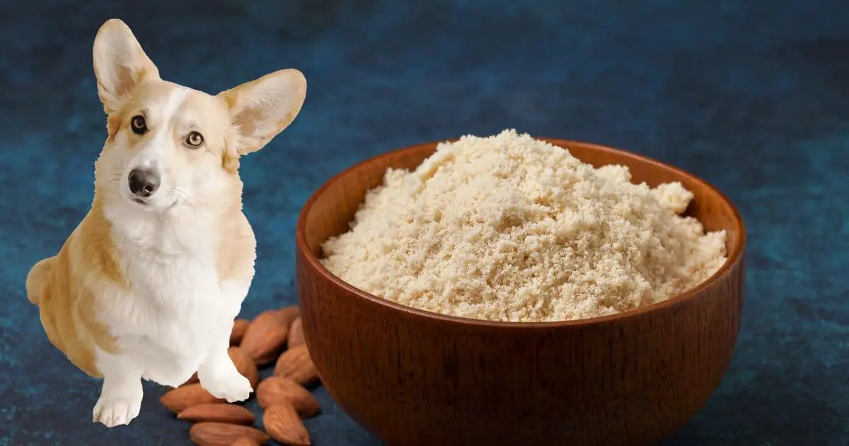 Can Dogs Eat Almond Flour? A Vet’s Perspective Best Guide