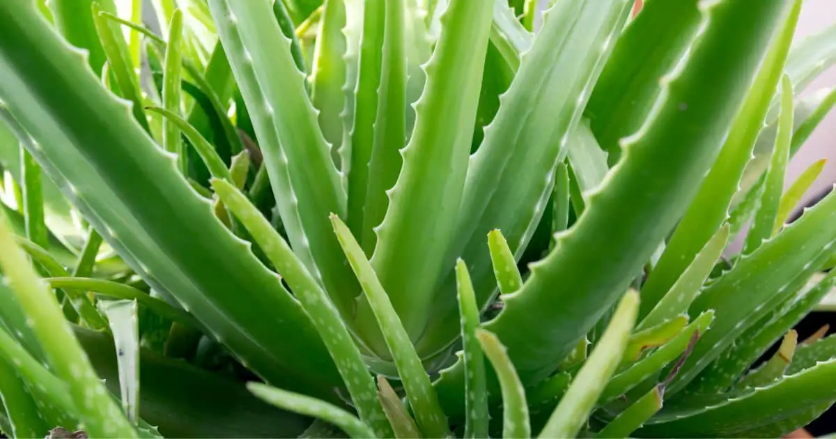 Can Dogs Eat Aloe Vera? Here’s What You Need to Know Best Guide