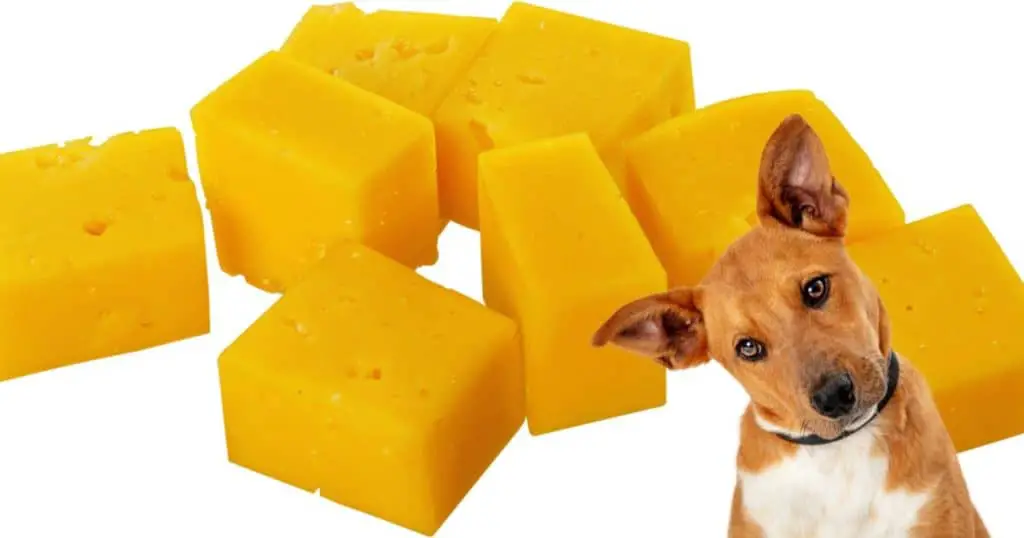 Can Dogs Eat American Cheese?